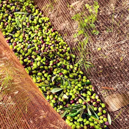 度假居 Foglie D'argento 莫内利亚