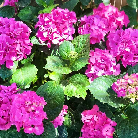 Foglie D'argento Feriehus Moneglia