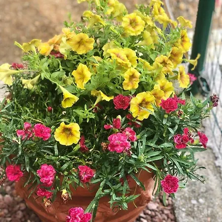 Nyaraló Foglie D'argento *