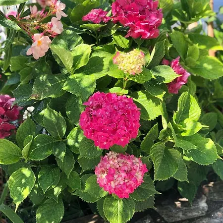 Nyaraló Foglie D'argento