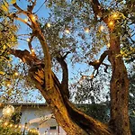 Foglie D'argento Hébergement de vacances Moneglia