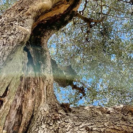 Foglie D'argento מונליה